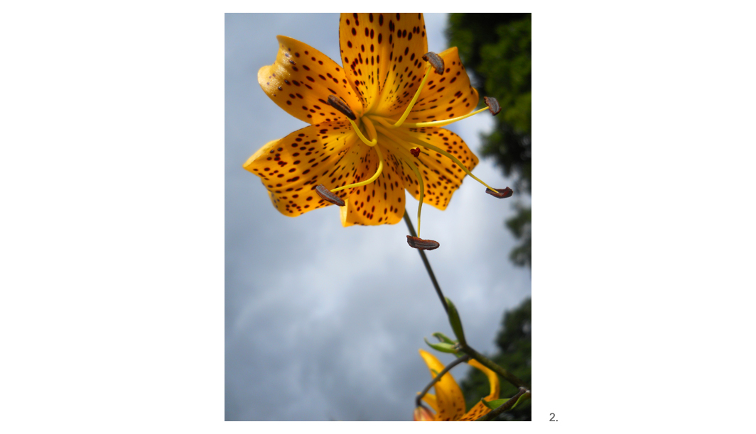 002 Tiger Lily