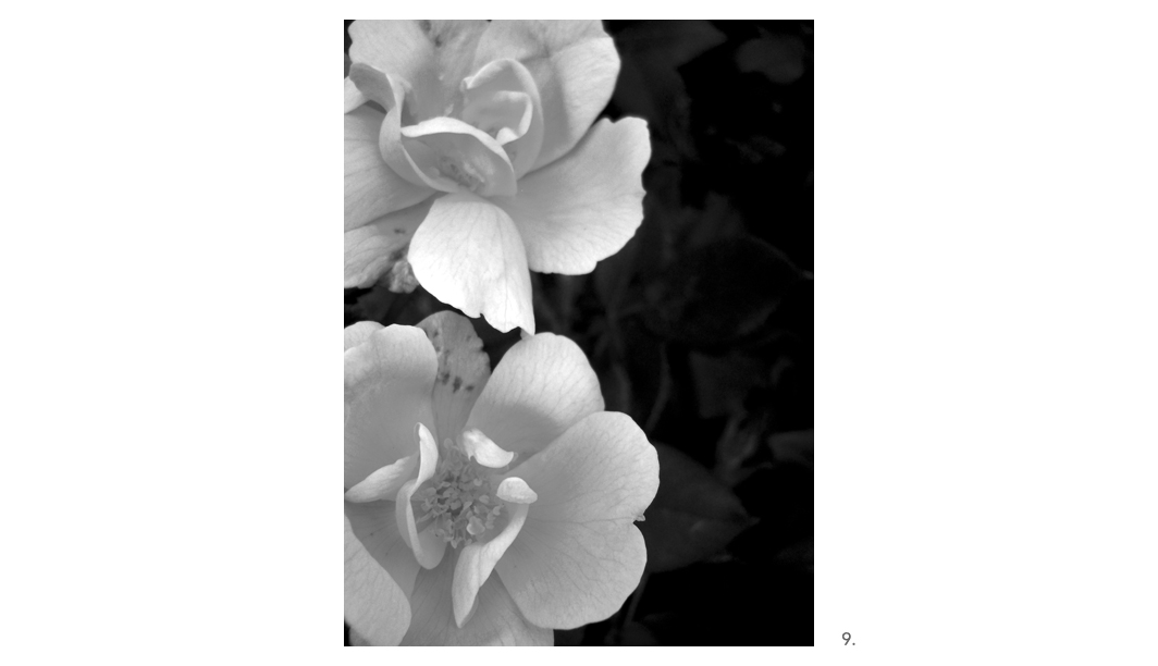 009 Yellow Roses BW
