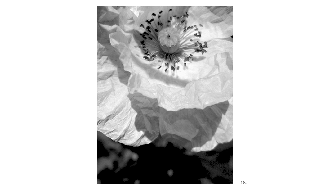 018 White Paper Poppy