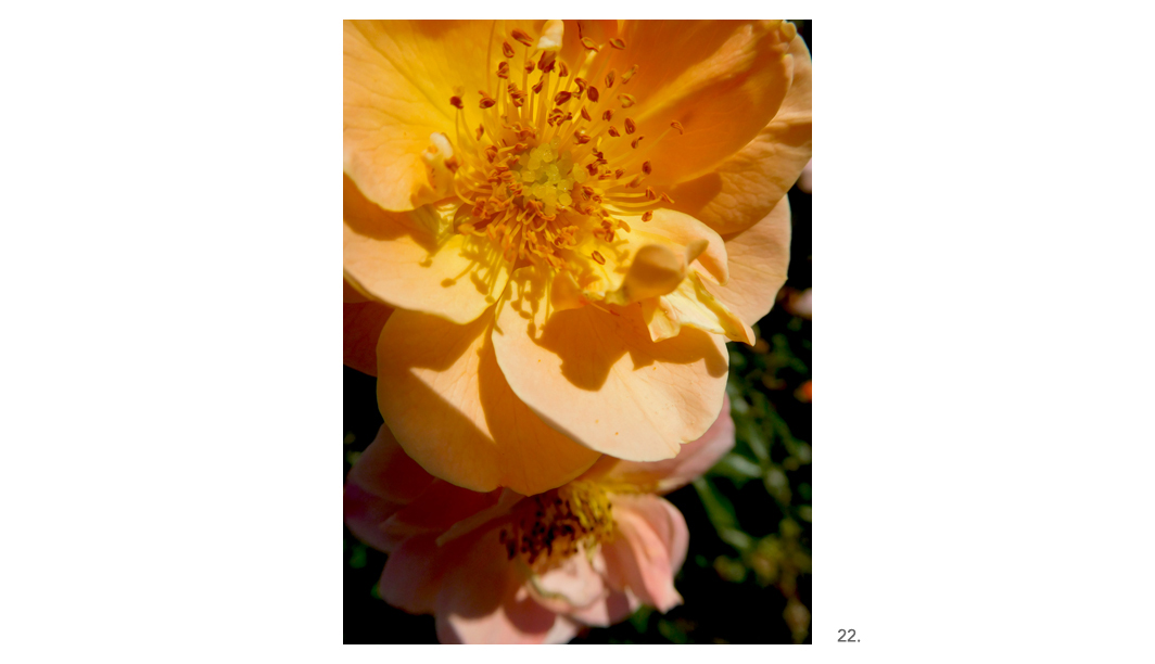 022 Peach Roses