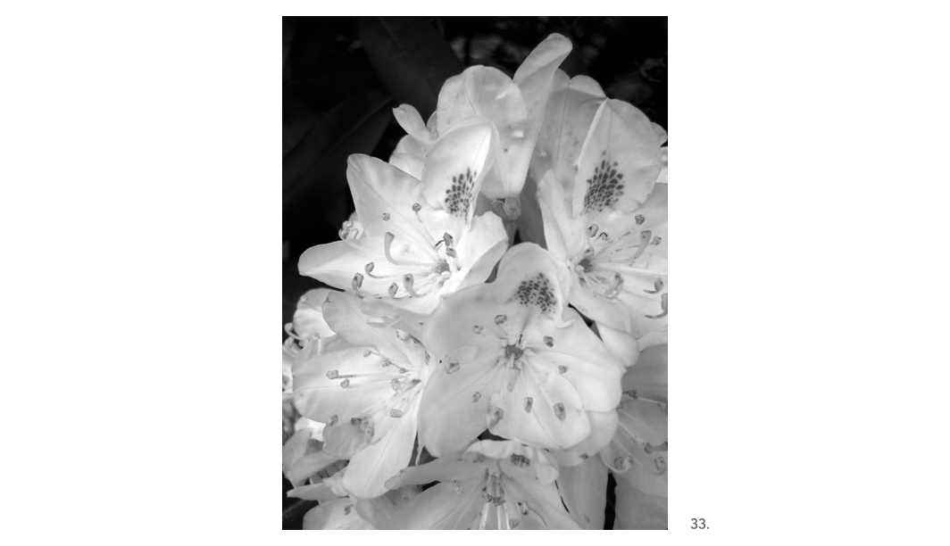 033 Rhododendron BW