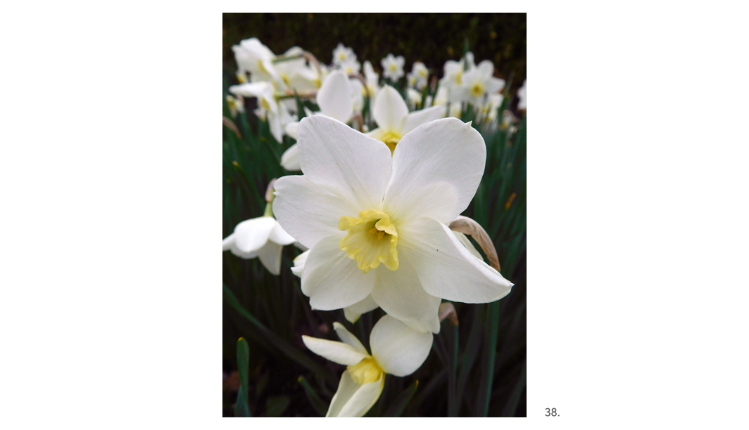 038 Daffodils