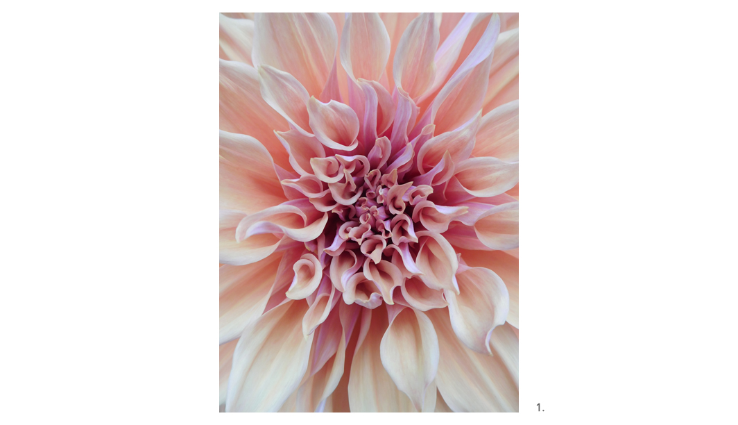 001 Mauve Dahlia