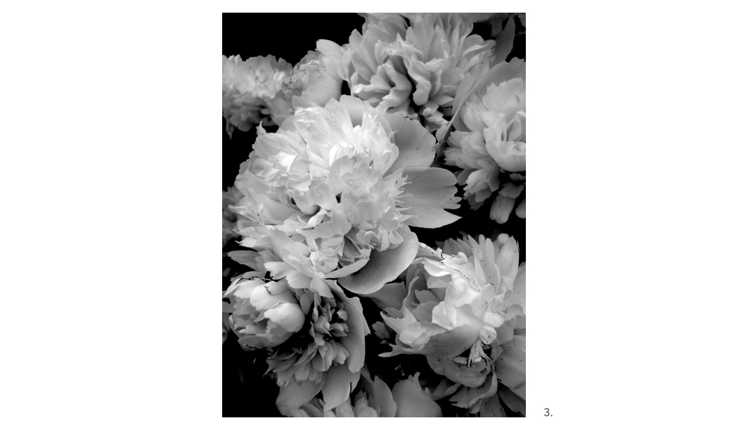 003 Peonies BW