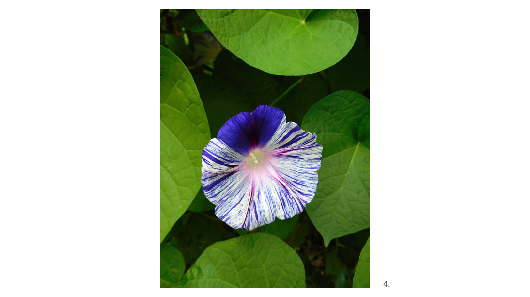 004 Purple & white striped morning glory