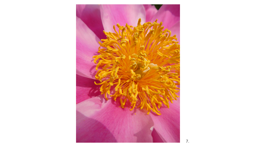 007 Pink Peony Yellow Center Close