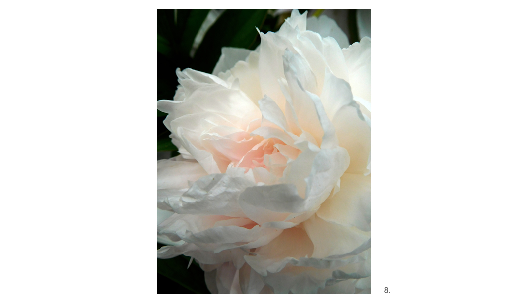 008 Peony