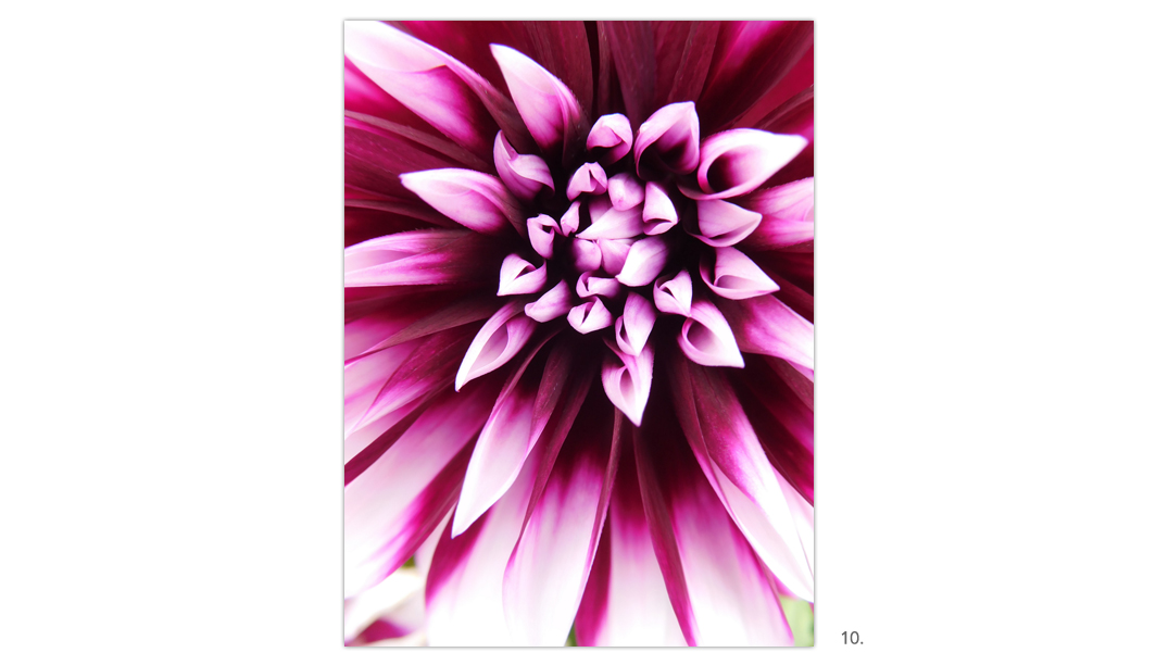 010 Dark Purple & White Dahlia Close