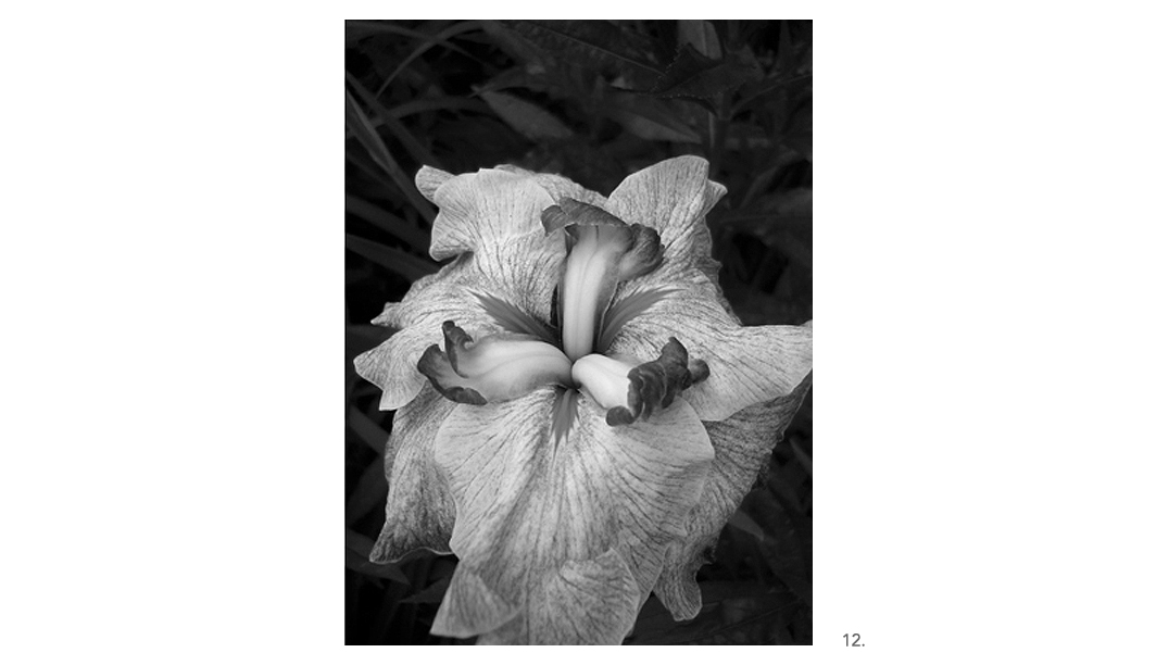 011 Iris close BW