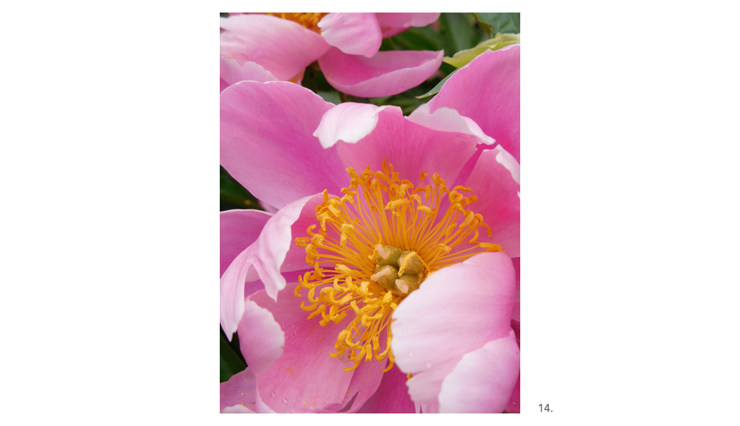 014 Pink Peonies