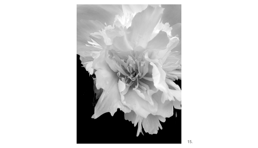 015 Peony BW