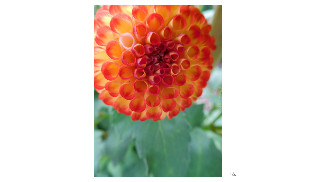 016 Orange Button Dahlia