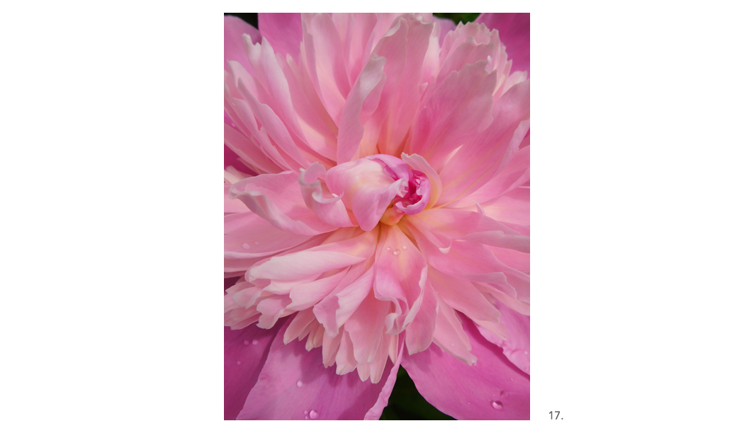 017 Pink Peony