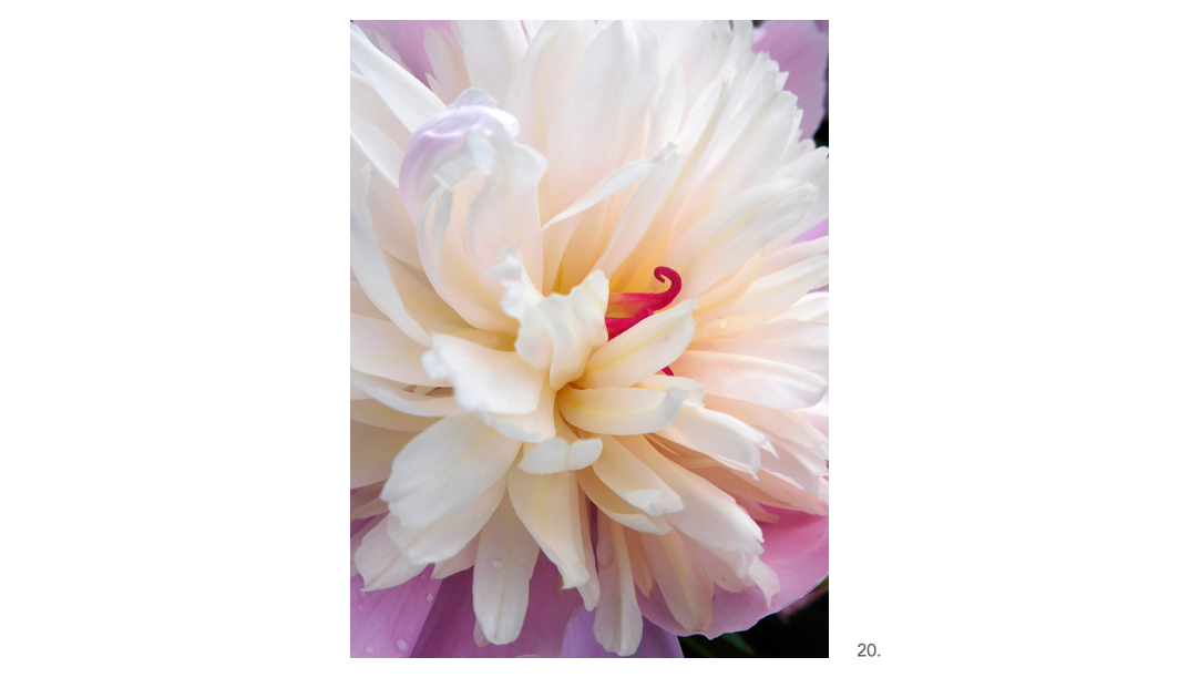 020 Peony Curly Stamen