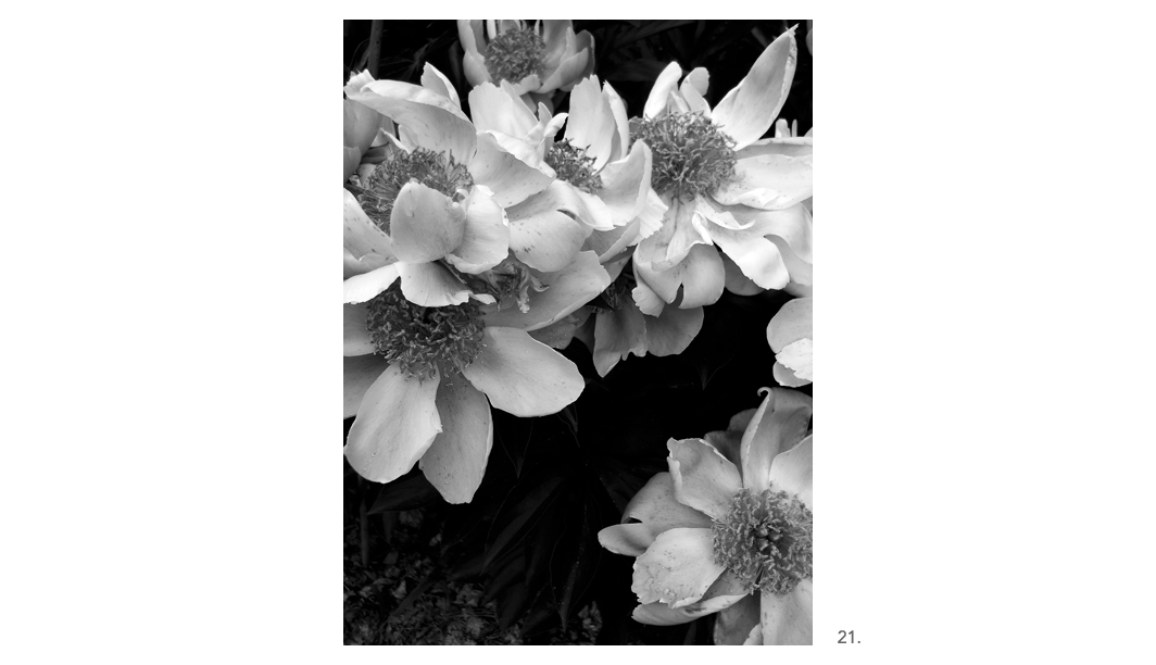 021 White Peonies Big Centers BW