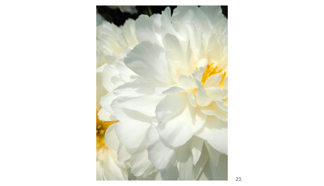 023 White Peonies