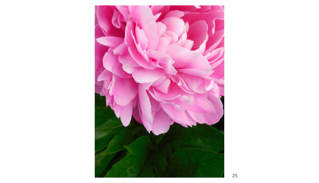 025 Pink Peony