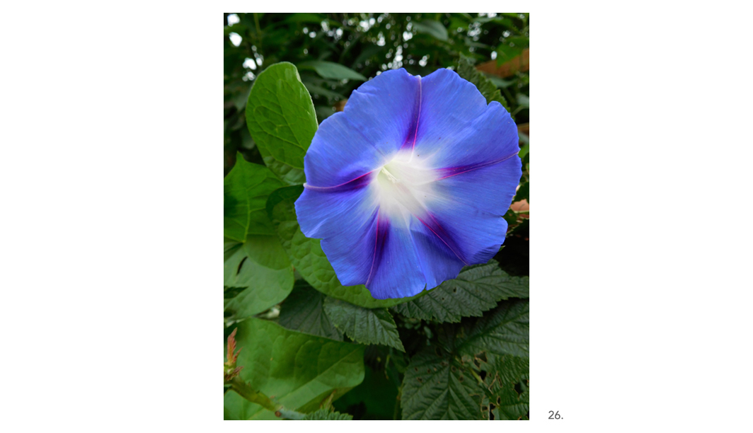 026 Purple Morning Glory