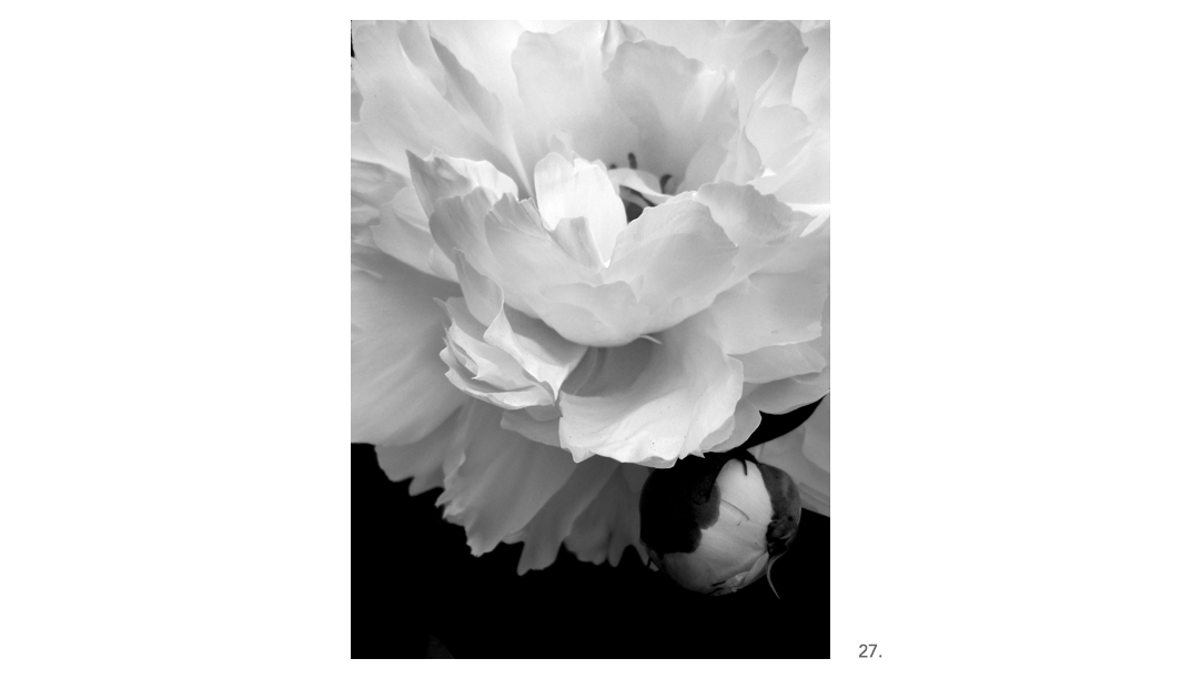 027 White Peony BW