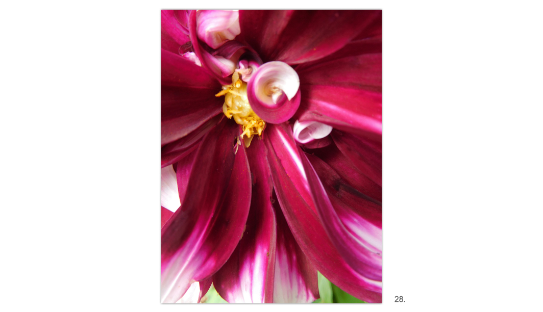 028 Maroon & White Dahlia