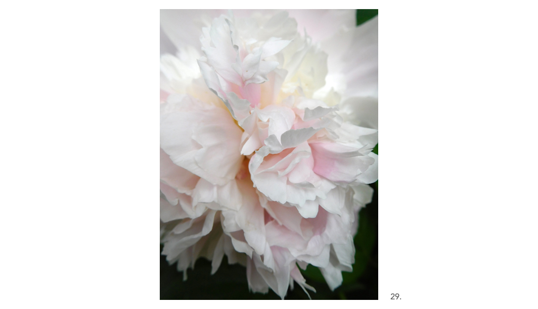 029 Pale Pink Peonies