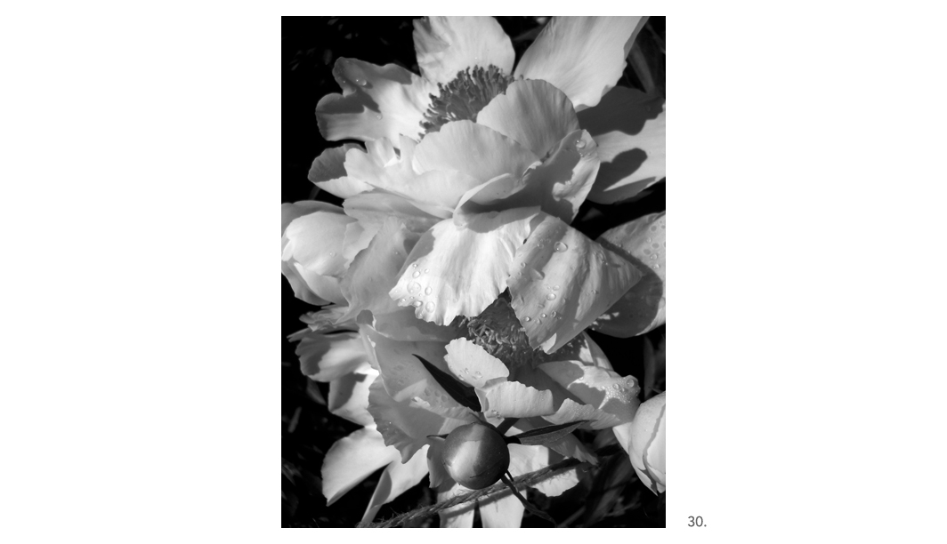 030 White Peonies BW