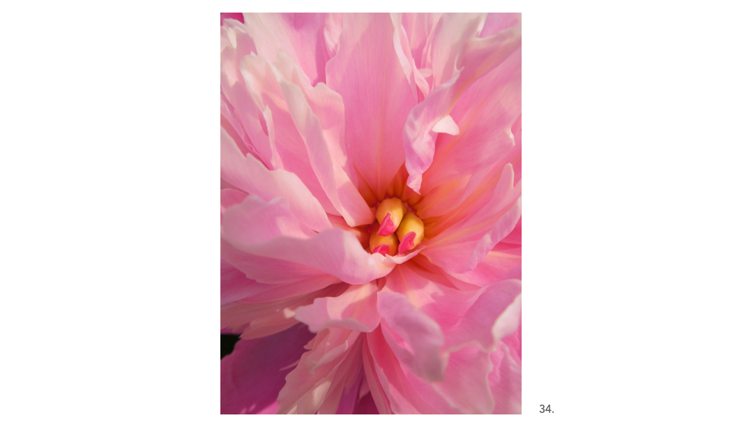 034 Peony Yellow & Red Stamens