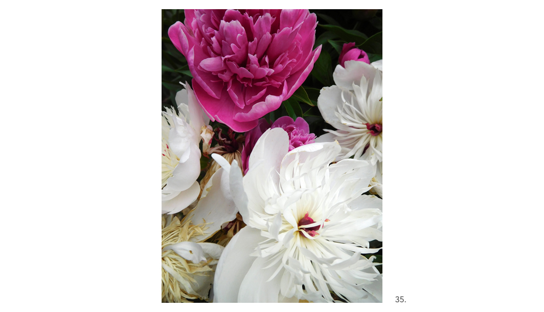 035 White Purple & Dark pink peonies