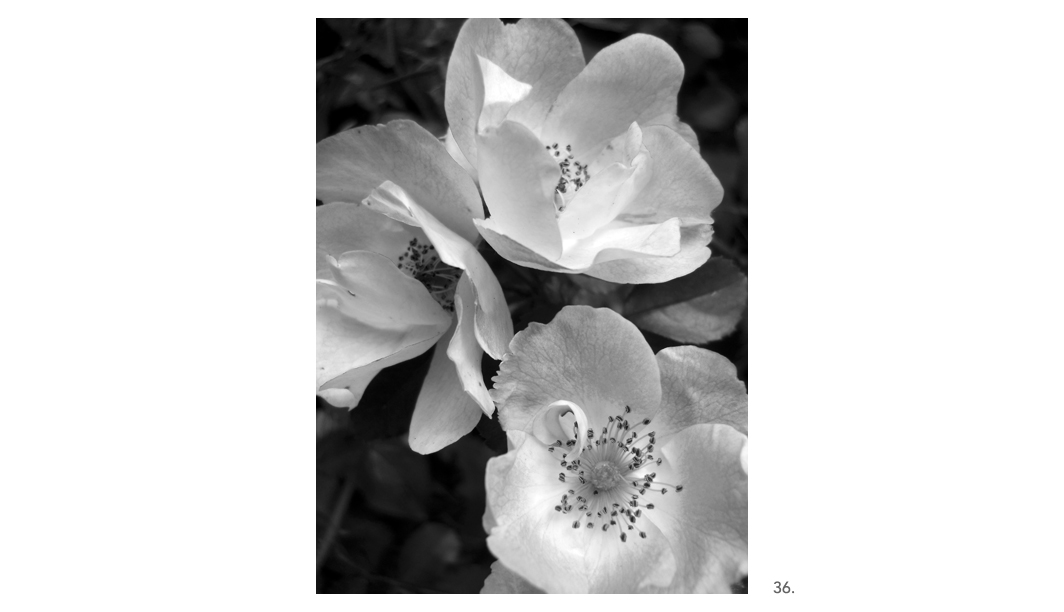 036 Yellow Roses 2 BW