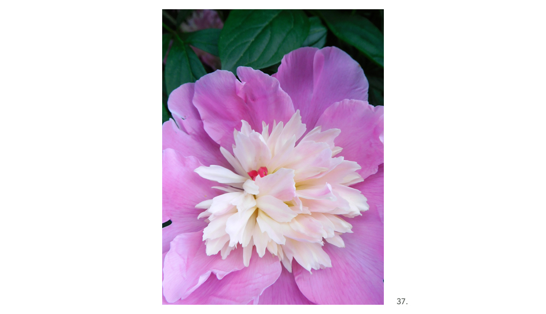 037 Pink & White Peony Some Leaves