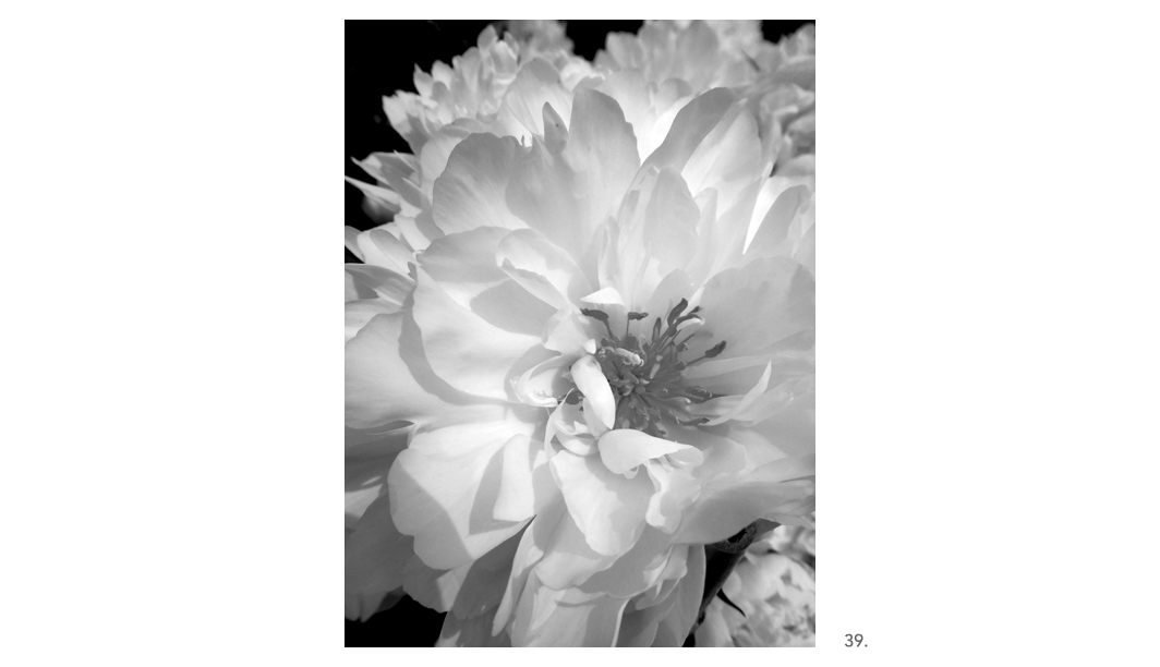 039 White Peony BW