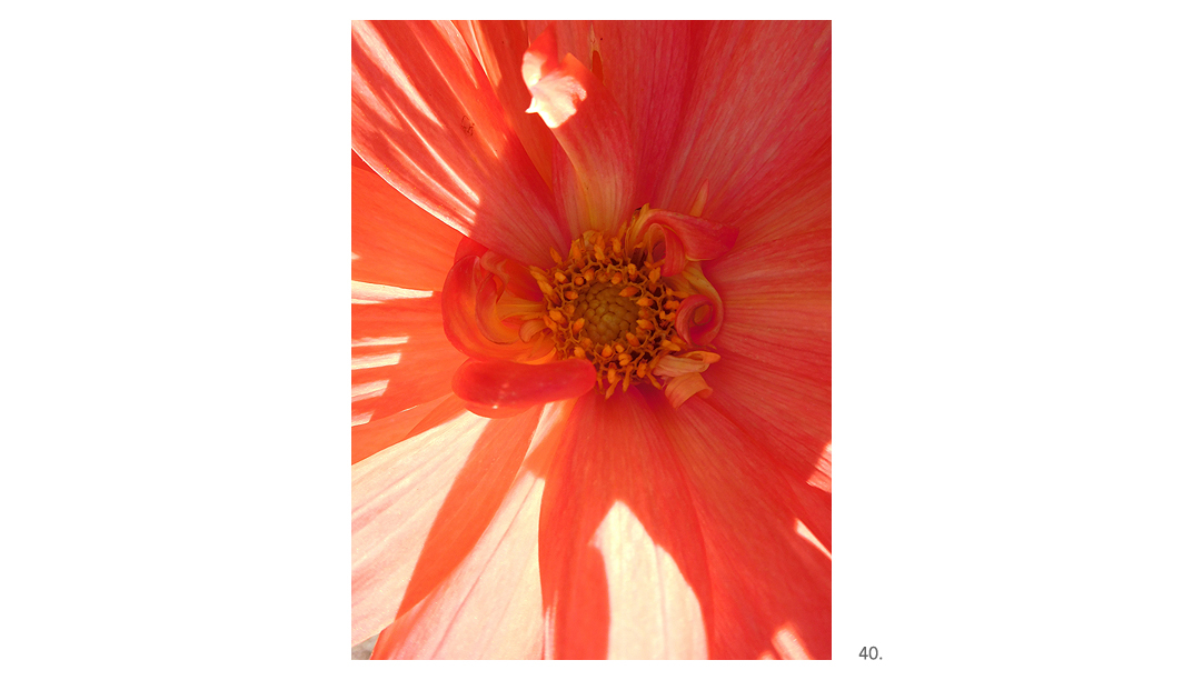 040 Back Lit Orange Dahlia