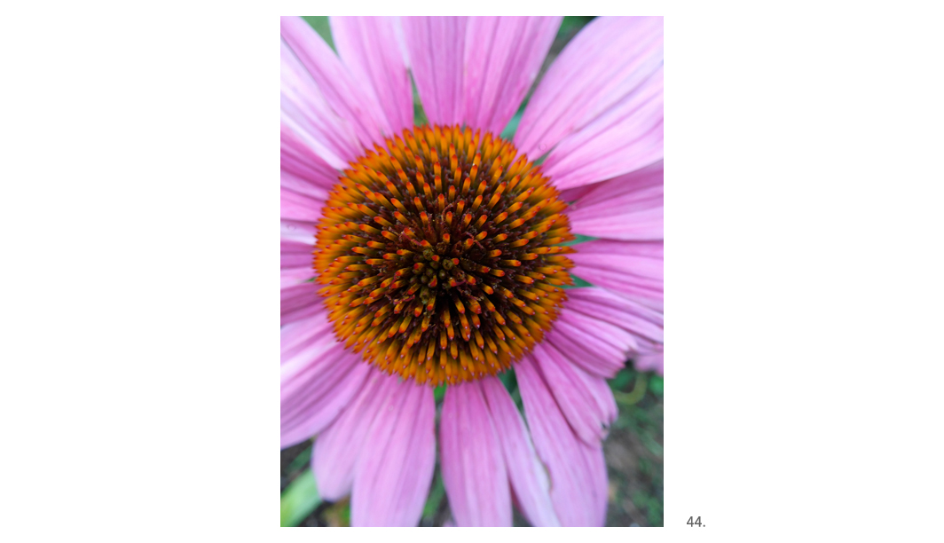 044 Cone Flower Close