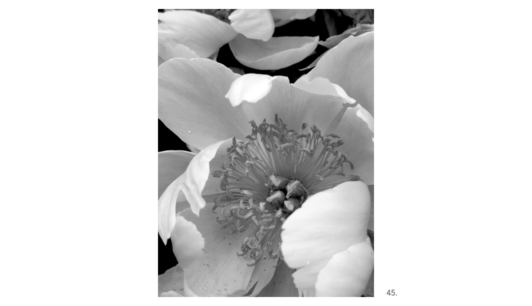 045 White Peony Big Center Close BW