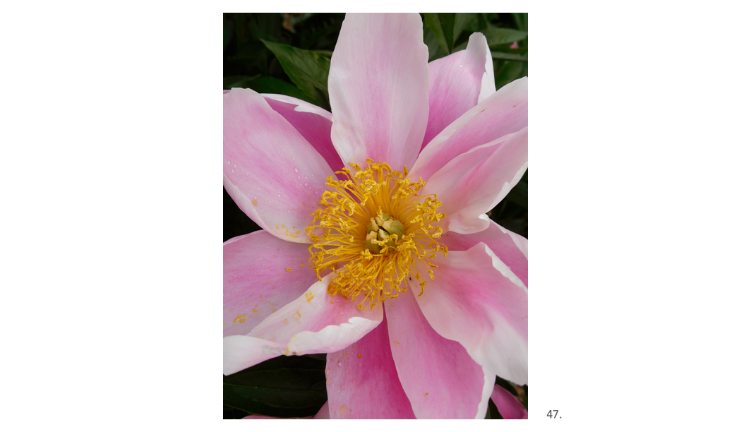 047 Pink Peony