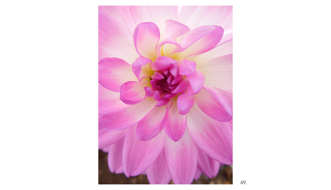 049 Pink White Dahlia Close