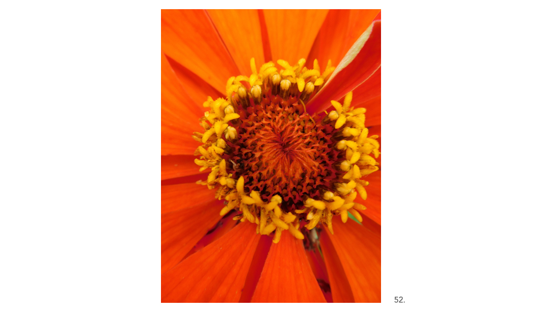 052 Orange Zinnia Close