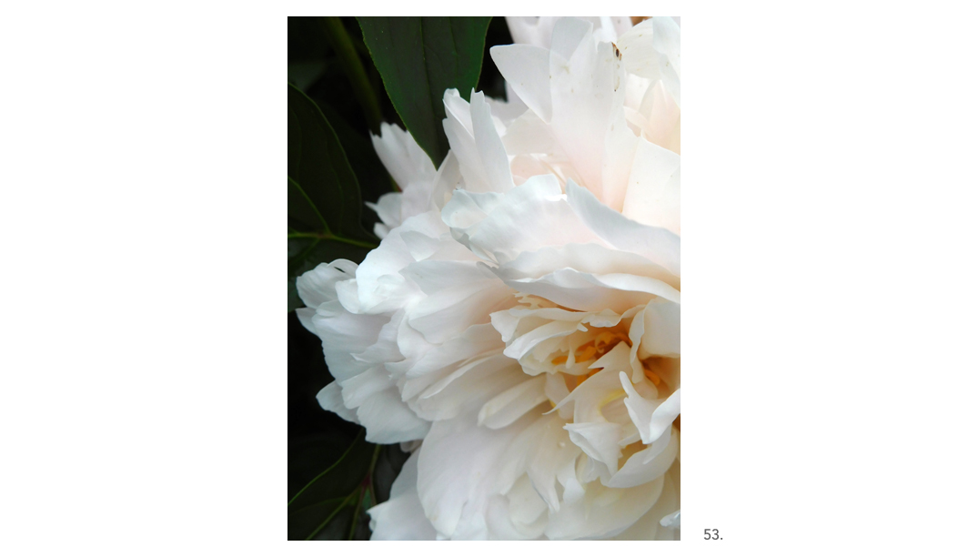 053 Peony