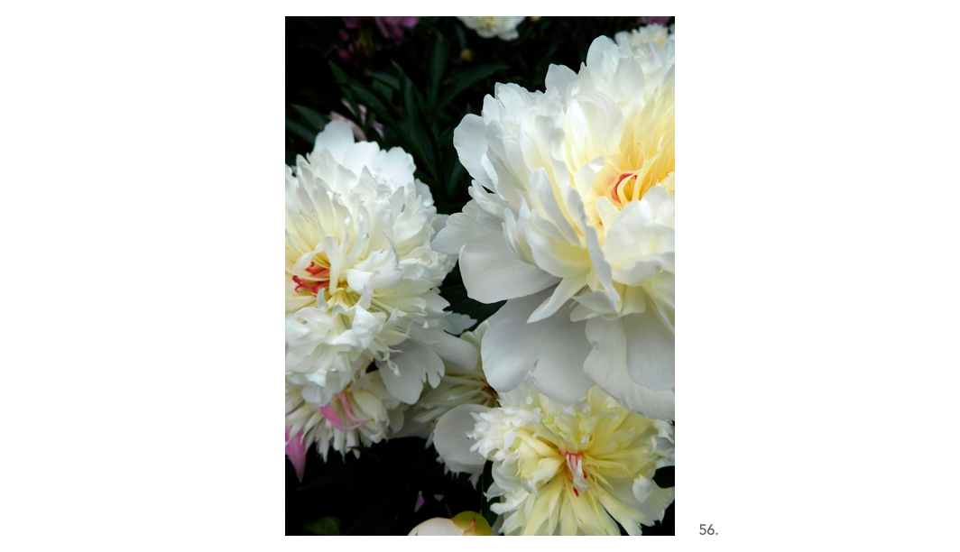 056 White Yellow Peonies