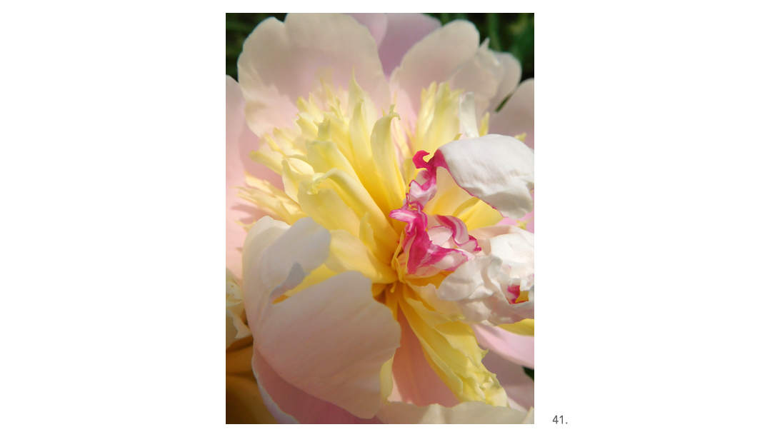 041 Peony