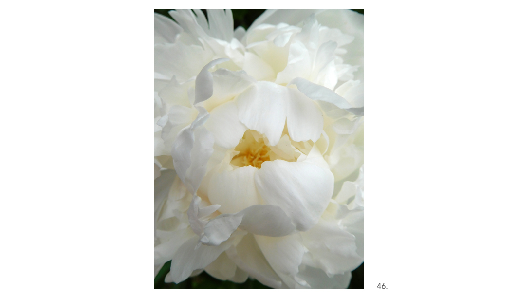 046 White Peony Close