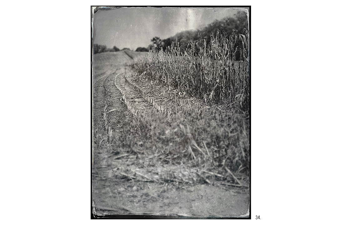 Cornfield