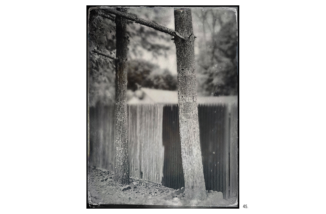 Trees in Front of 2-Tone Fence