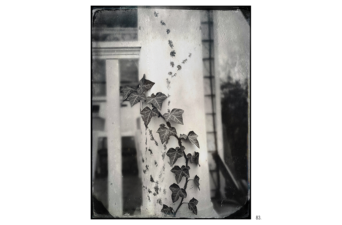 Ivy on White Column