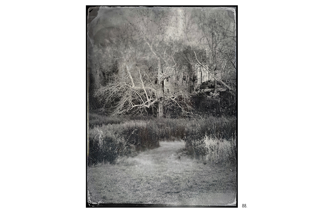 Sycamore Behind Cider Mill