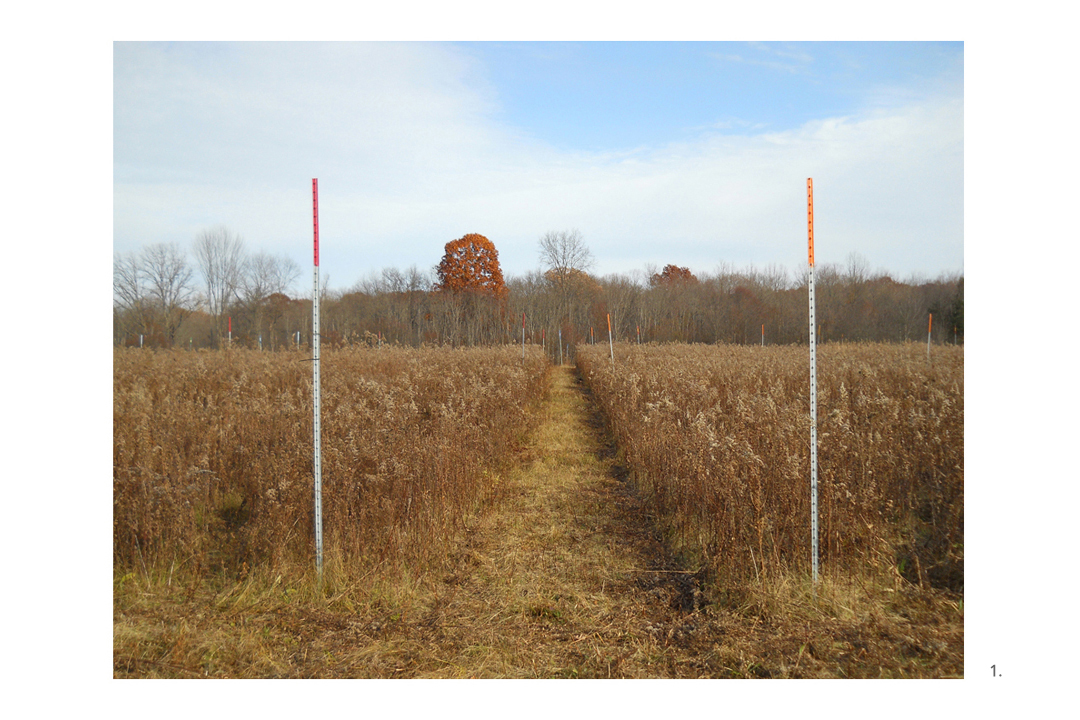 Vassar Farm Orange Poles