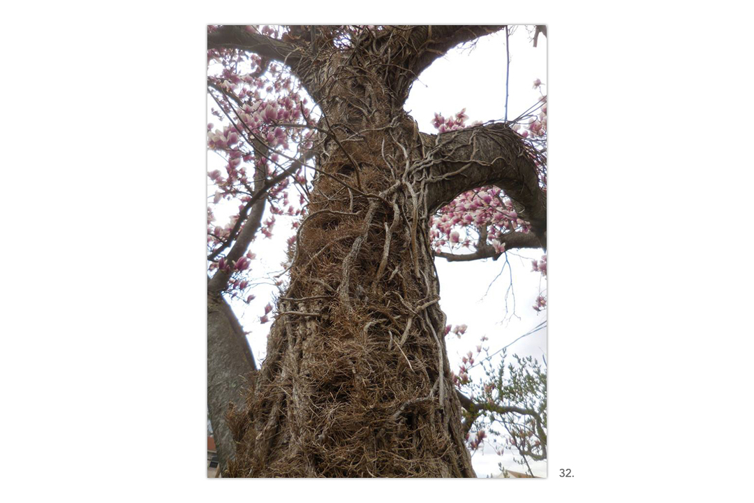 Magnolia With Vines