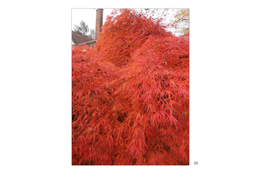 Red Leaf Tree