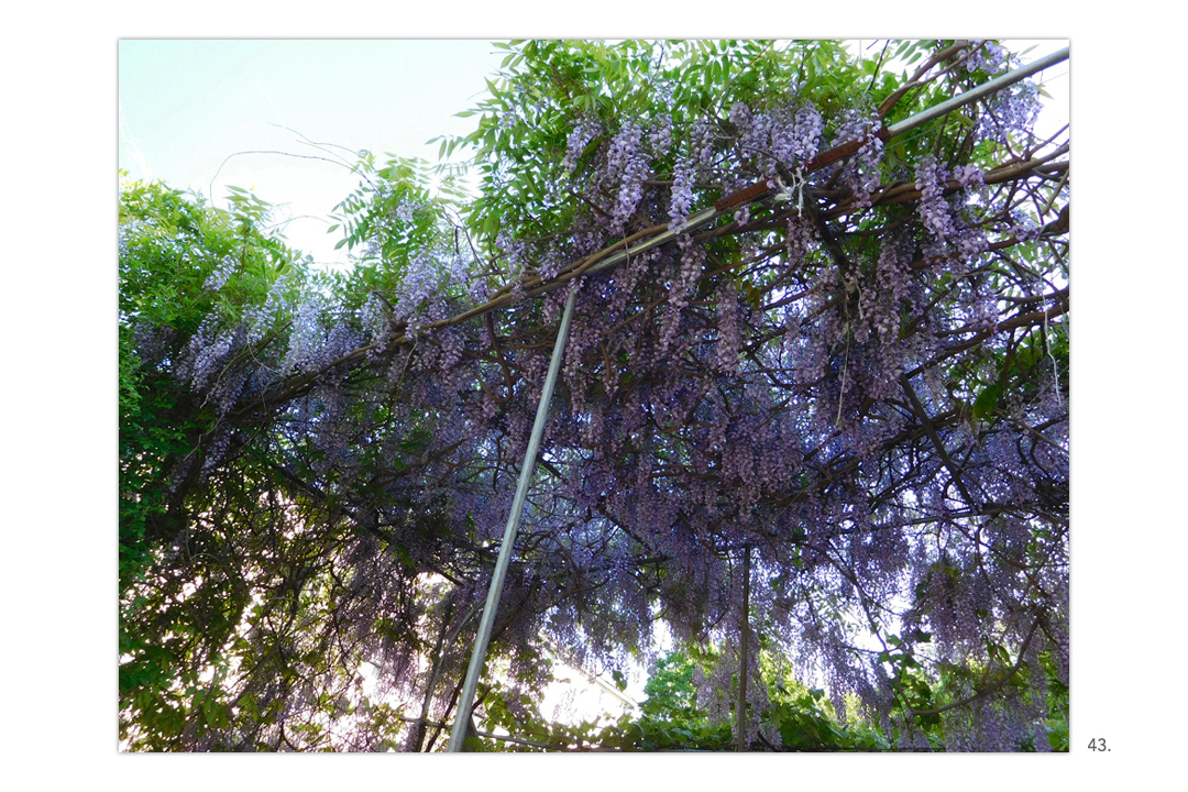 Wisteria Arbor