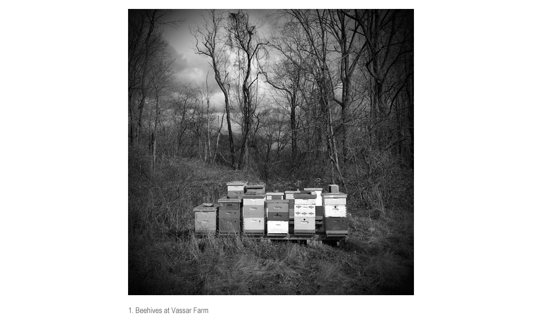 Beehives at Vassar Farm